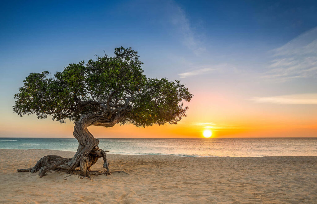 Divi Divi tree on the beach in Aruba at sunset with calm ocean waters and a vibrant sky.