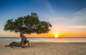 Divi Divi tree on the beach in Aruba at sunset with calm ocean waters and a vibrant sky.