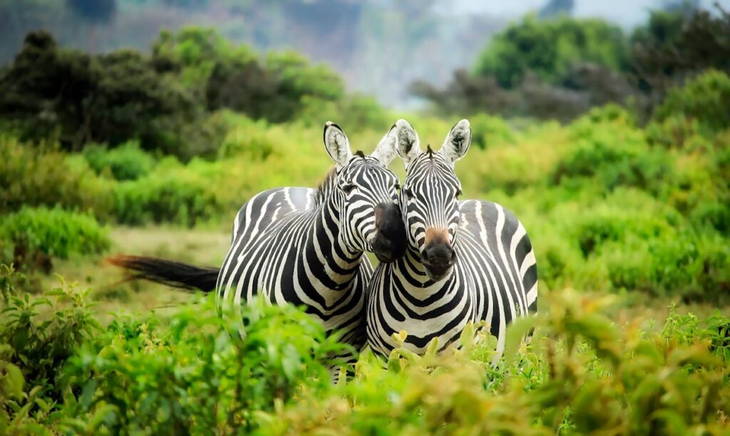 Two zebras standing closely together in a lush green African savanna, surrounded by wild vegetation.