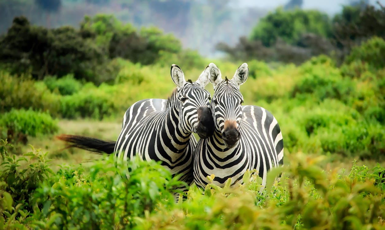 Two zebras standing closely together in a lush green African savanna, surrounded by wild vegetation.
