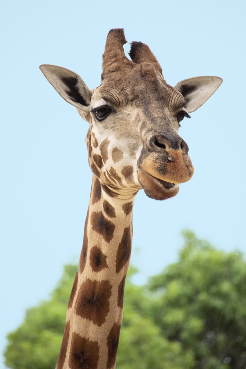 Serengeti, Tanzania