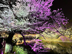 Chidorigafuchi Moat