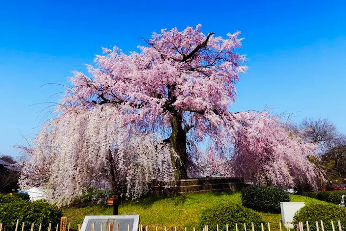 Maruyama Park