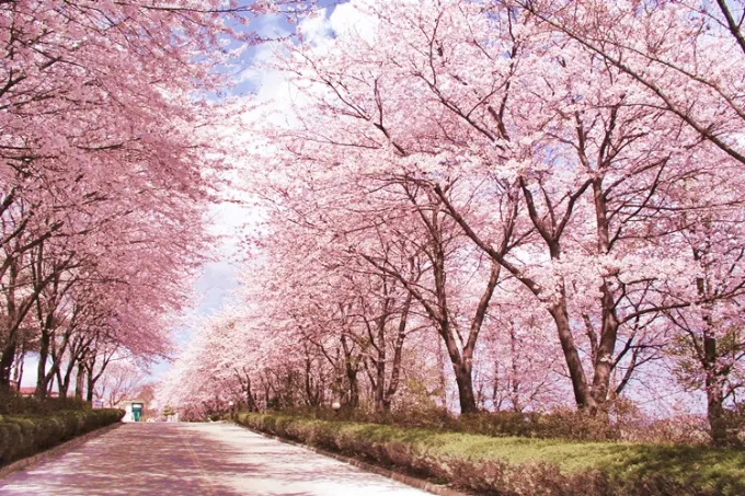 Seoul Forest Park