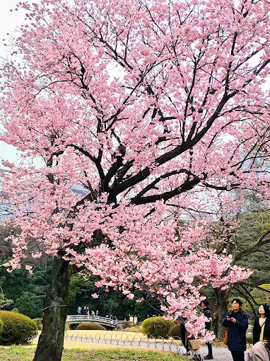 Shinjuku Gyoen National