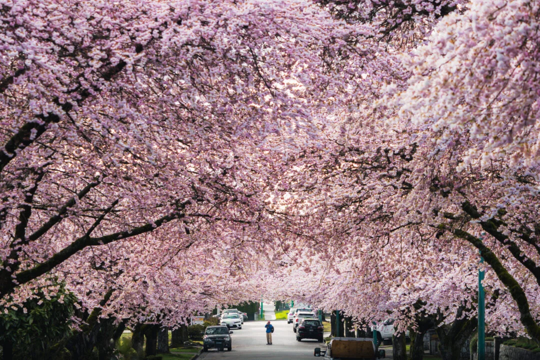 Stanley Park